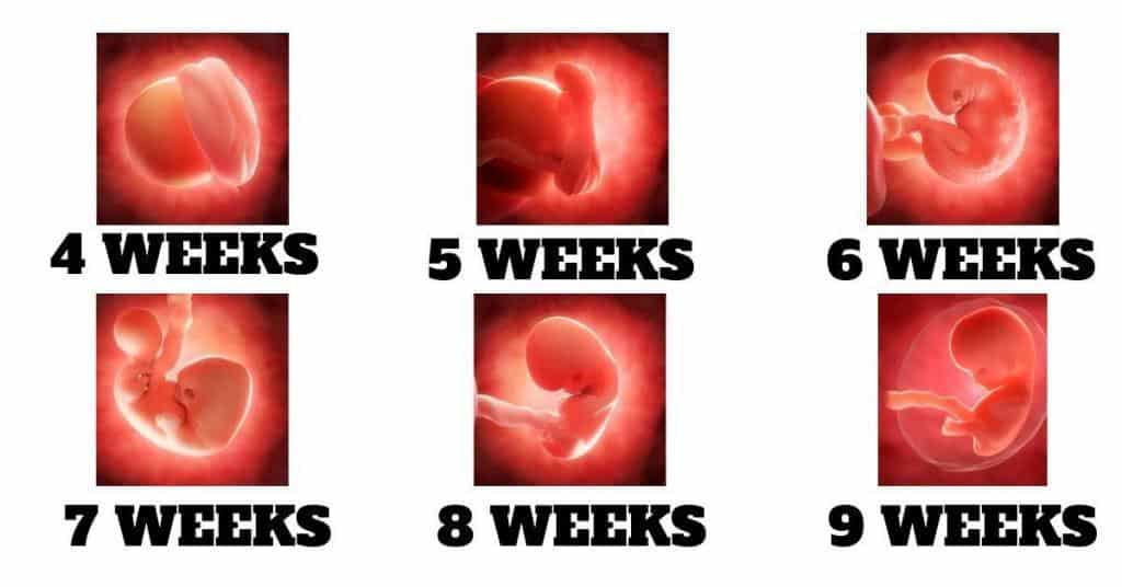 babys fetus embryo growth weeks 4-9
