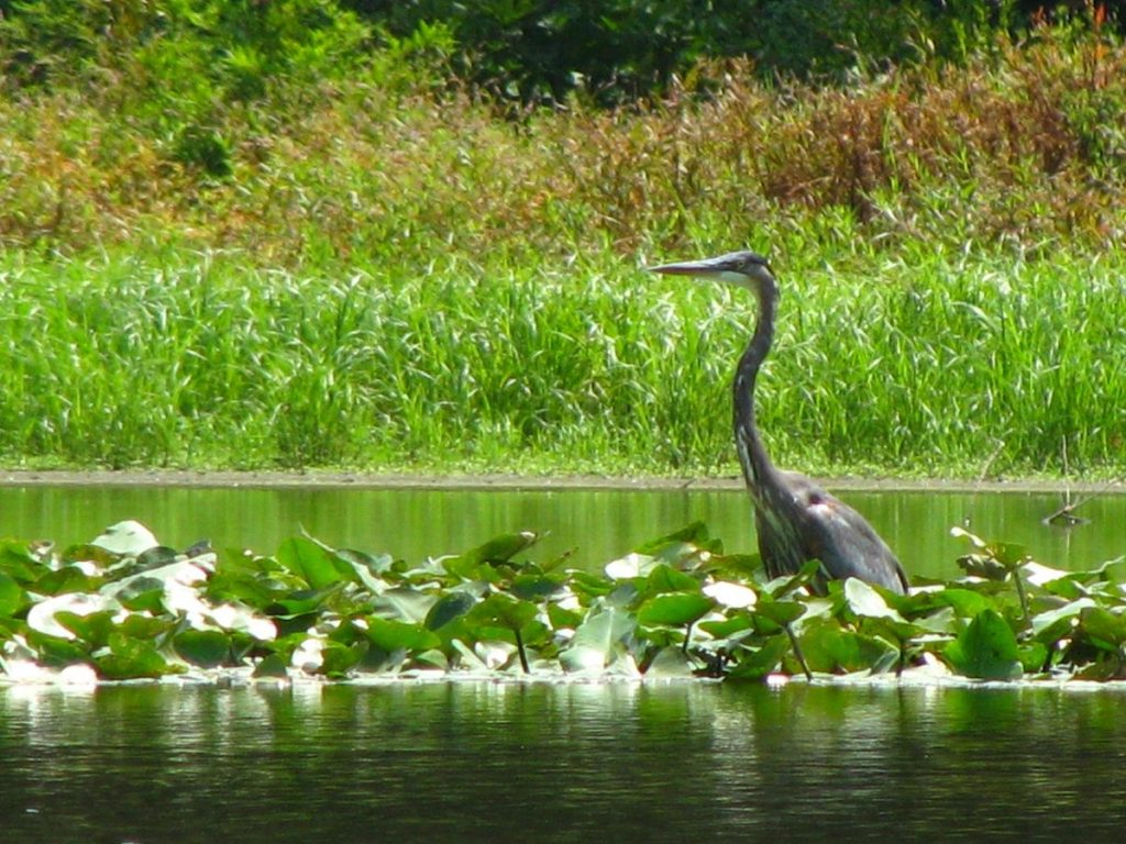 Romantic Getaways In Delaware : Trap Pond State Park - Credits: Pixabay