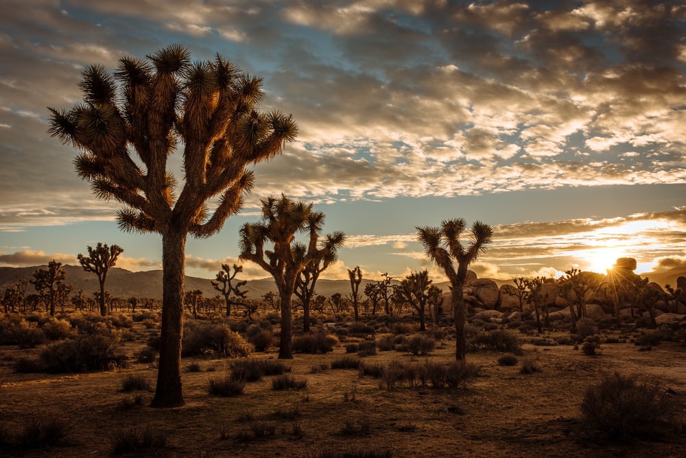 Romantic Getaways In California : Joshua Tree National Park - Credits: Unsplash