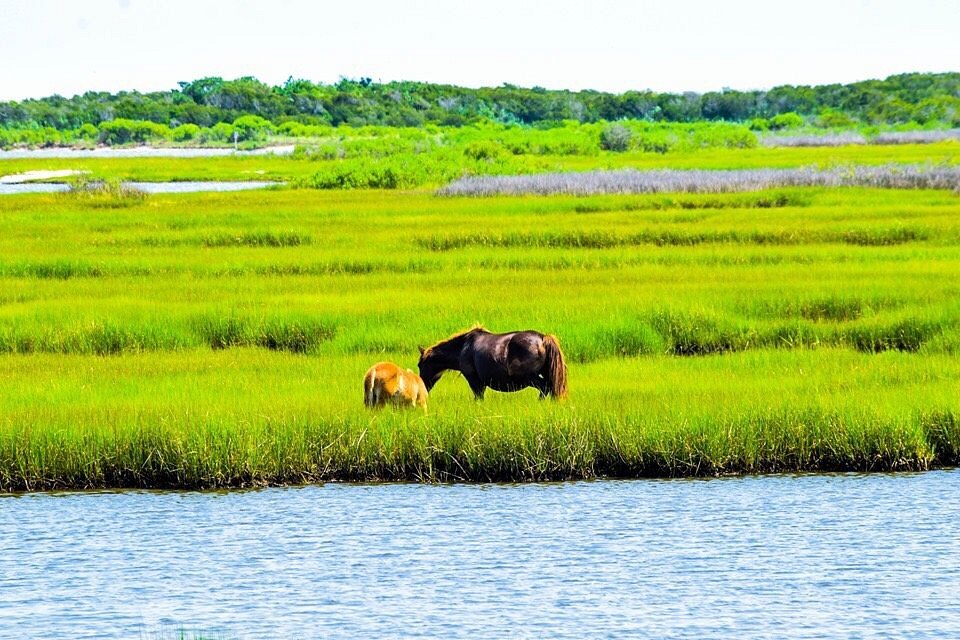 Romantic Getaways In Maryland : Assateague Island - Credits: Unsplash