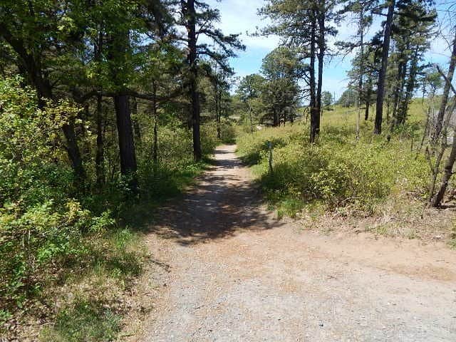 Romantic Things To Do In Albany For Couples : Albany Pine Bush Preserve - Credits: Pixabay