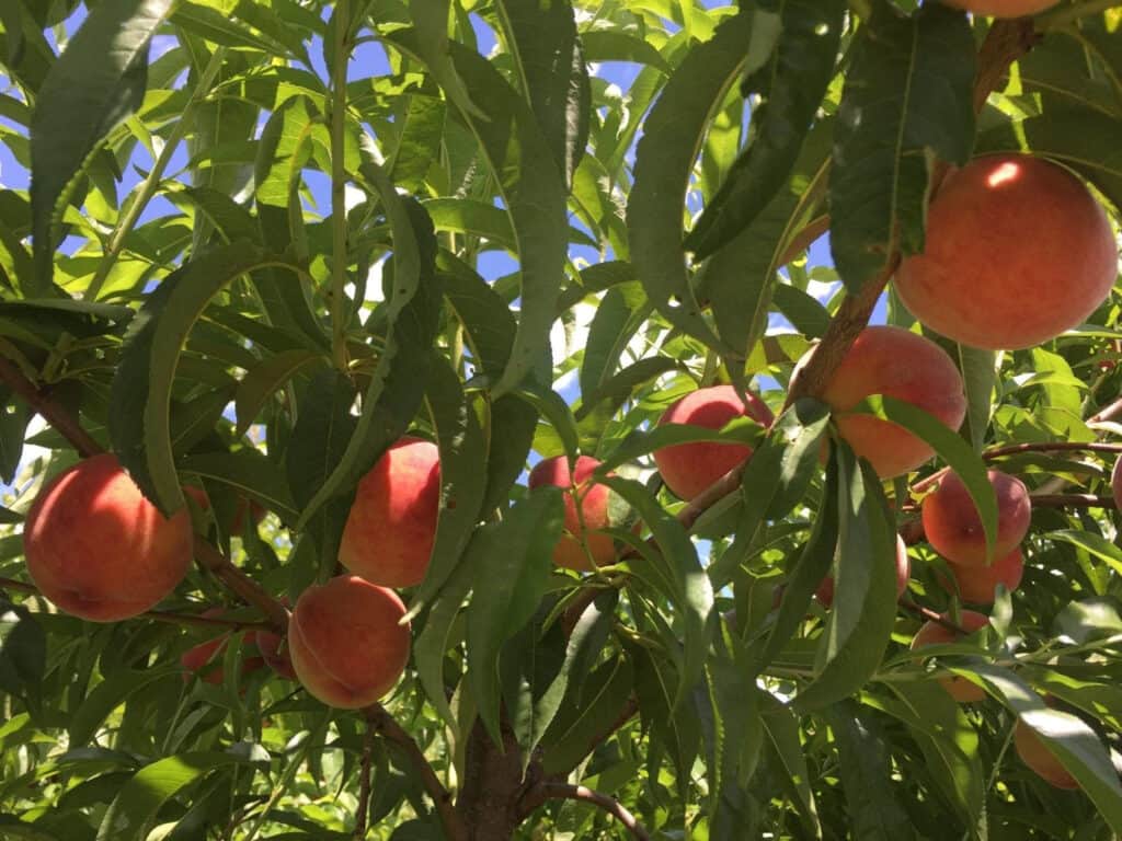 Romantic Things To Do In Columbus For Couples : Lynd Fruit Farm - Credits: Pixabay