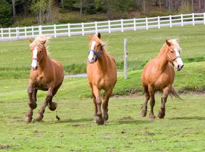 Romantic Things To Do In Portland, Maine : Rockin' Horse Stables - Credits: Instagram
