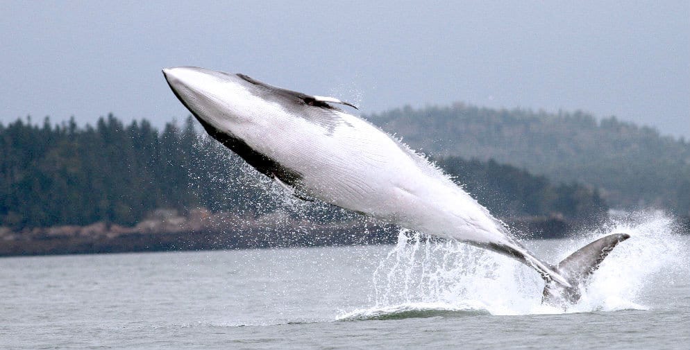Romantic Things To Do In Portland, Maine : Odyssey Whale Watch - Credits: Instagram